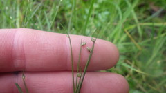 Isolepis setacea