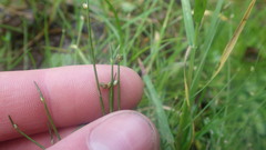 Isolepis setacea