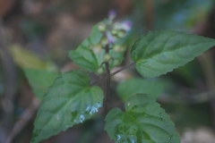 Scutellaria leucantha