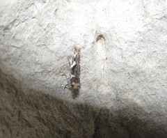 Pyroderces deamatella