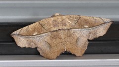 Polyacme dissimilis