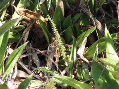 Sansevieria concinna