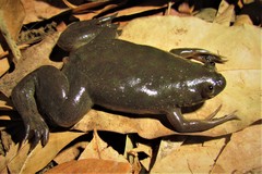 Xenopus muelleri