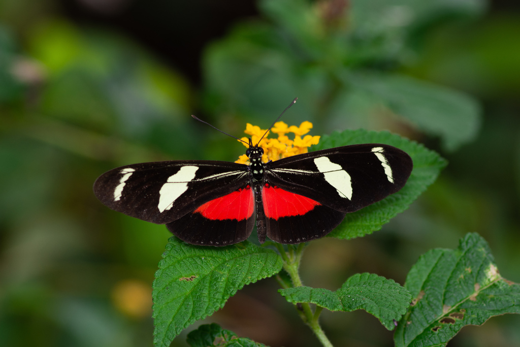 Heliconius ricini