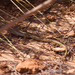Ctenotus helenae - Photo (c) Gavin Goodyear, algunos derechos reservados (CC BY-NC), subido por Gavin Goodyear