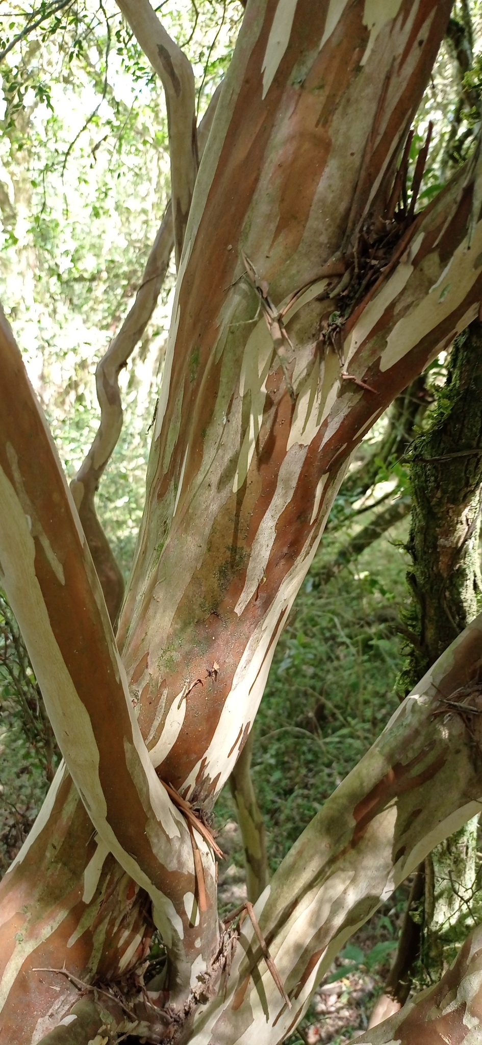 Imagem de Jabuticaba-de-cipó