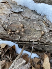 Lycogala epidendrum terrestre