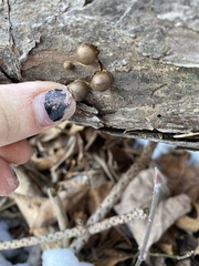 Lycogala epidendrum terrestre