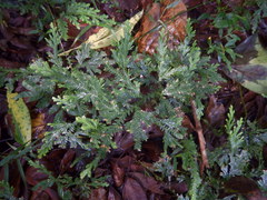 Selaginella delicatula