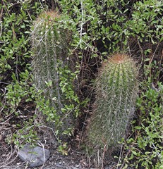 Trichocereus schickendantzii