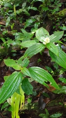 Miconia agrestis