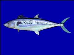 Indo-Pacific King Mackerel photo 3