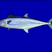 Indo-Pacific King Mackerel - Photo anonymous, no known copyright restrictions (public domain)