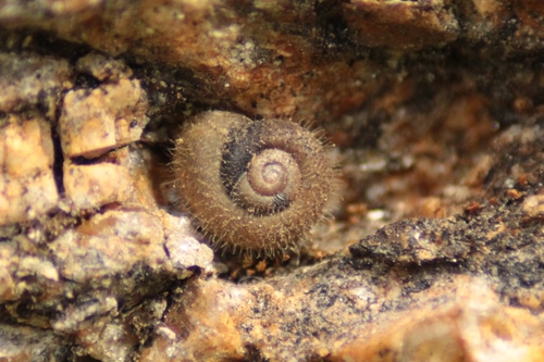Ponentina revelata