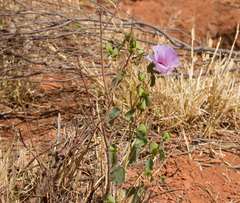 Gossypium sturtianum