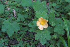Modiolastrum malvifolium