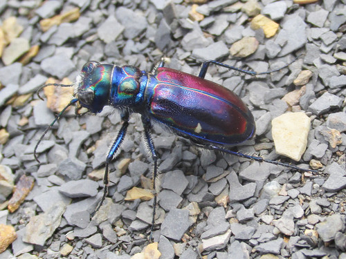 Beautiful Tiger Beetle