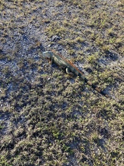 Iguana iguana