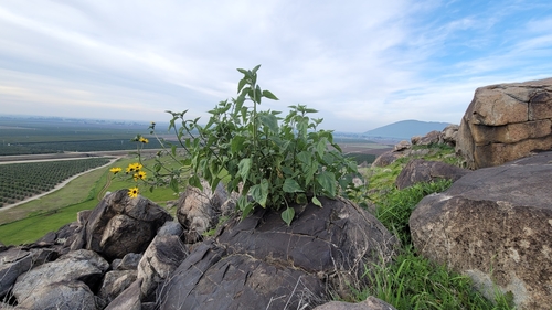 Image of Helianthus winteri by (c) Chris Winchell, some rights reserved (CC BY)