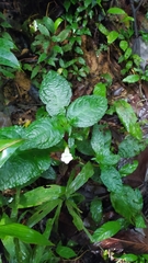 Nautilocalyx mimuloides