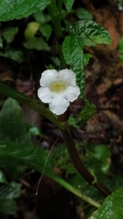 Nautilocalyx mimuloides