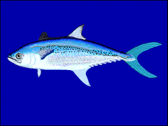 Korean Seerfish photo 2