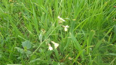 Raphanus raphanistrum raphanistrum