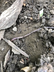 Aporrectodea caliginosa