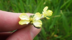 Raphanus raphanistrum raphanistrum