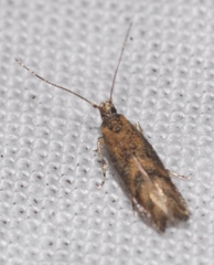 Coccidiphila gerasimovi