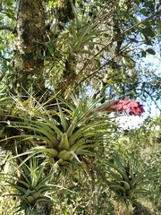 Tillandsia fragrans