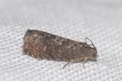 Grapholita funebrana