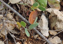 Coronilla scorpioides