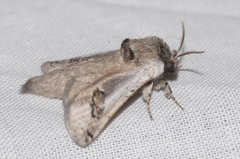 Parahypopta caestrum