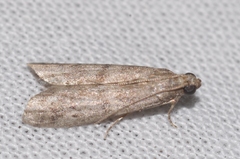 Ephestia woodiella