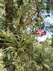 Tillandsia fragrans