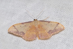 Idaea ostrinaria