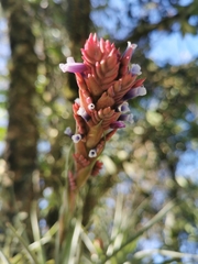 Tillandsia fragrans