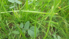 Raphanus raphanistrum raphanistrum