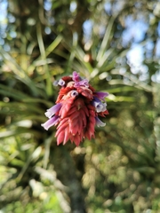 Tillandsia fragrans