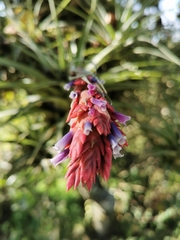Tillandsia fragrans
