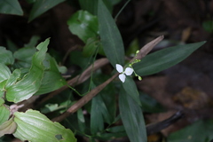 Aneilema acuminatum