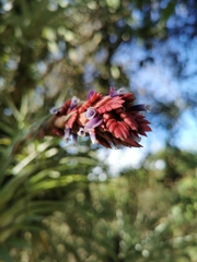Tillandsia fragrans