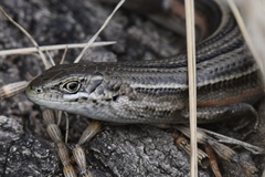 Pseudemoia pagenstecheri