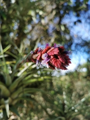 Tillandsia fragrans