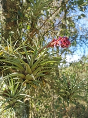 Tillandsia fragrans