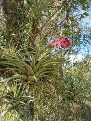 Tillandsia fragrans