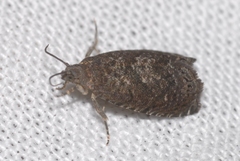 Grapholita funebrana