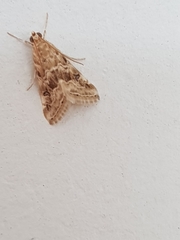 Hellula