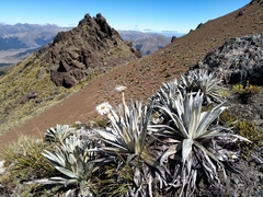 Celmisia semicordata stricta